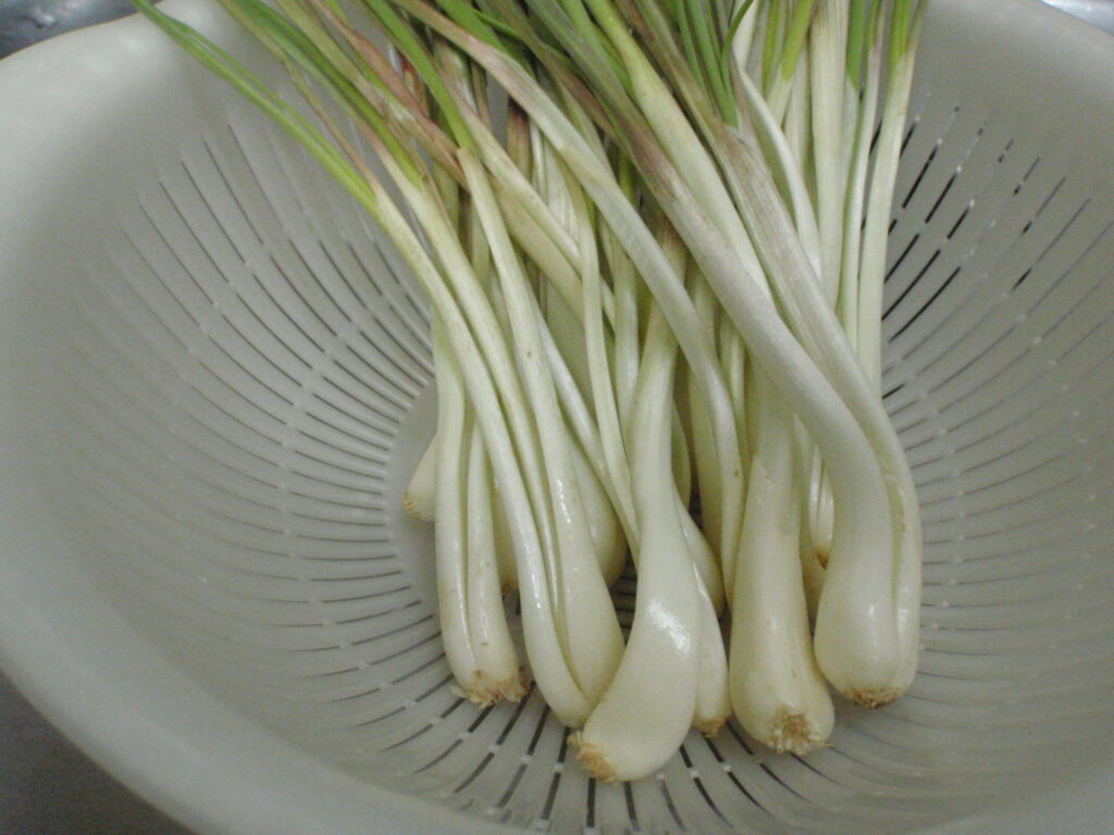 島らっきょう洗い方