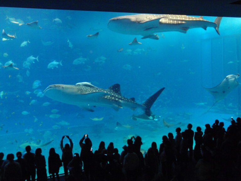 沖縄美ら海水族館