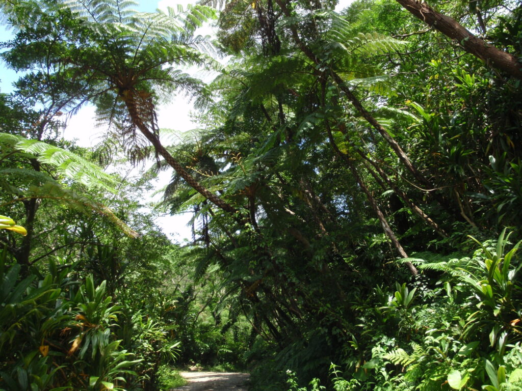 木々のトンネル