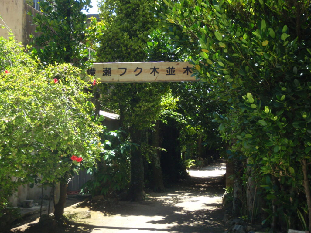 備瀬のフクギ並木