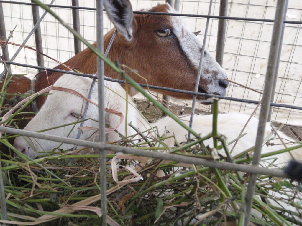 ヤギ観察
