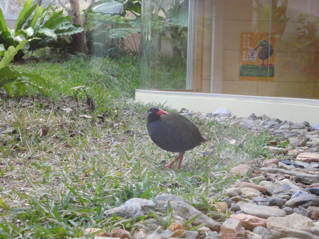 ヤンバルクイナ観察