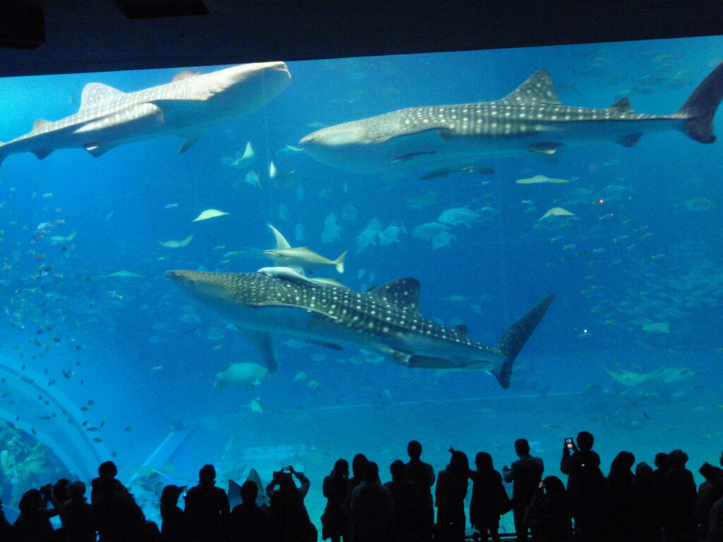 沖縄美ら海水族館