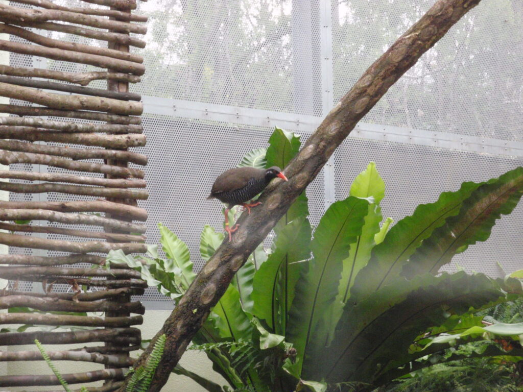 木に登るヤンバルクイナ