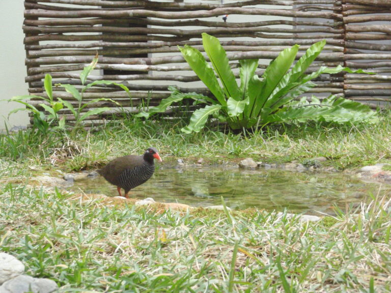 安田くいなふれあい公園