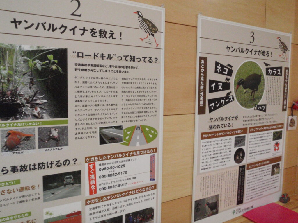 ヤンバルクイナの資料