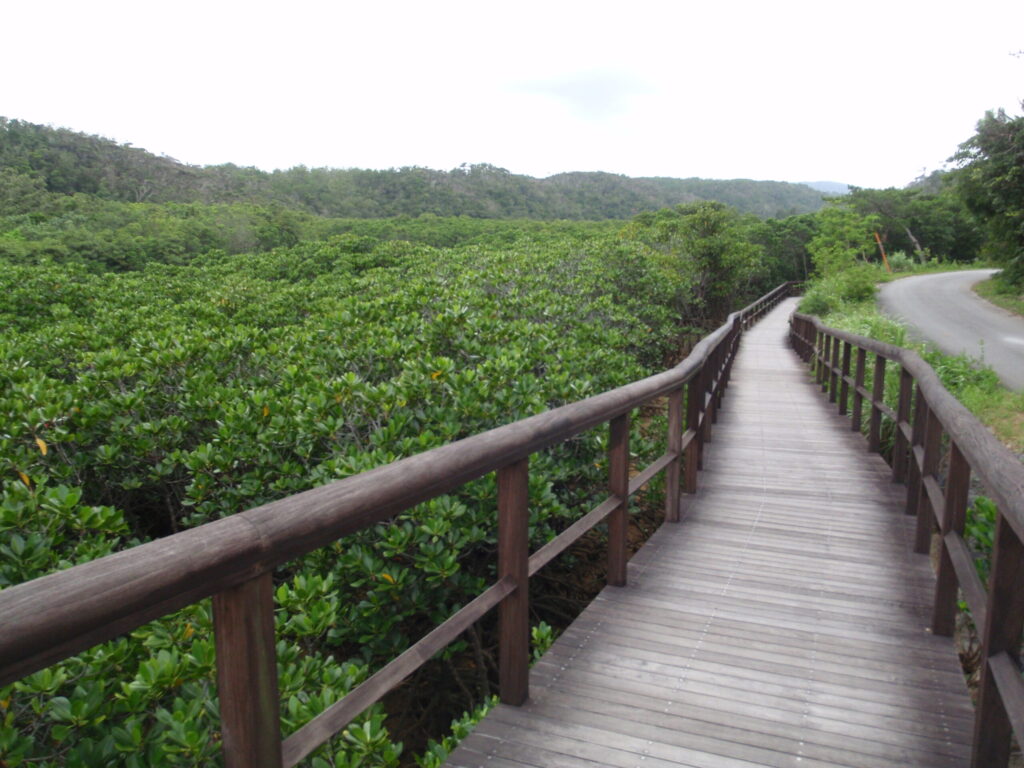 マングローブ林