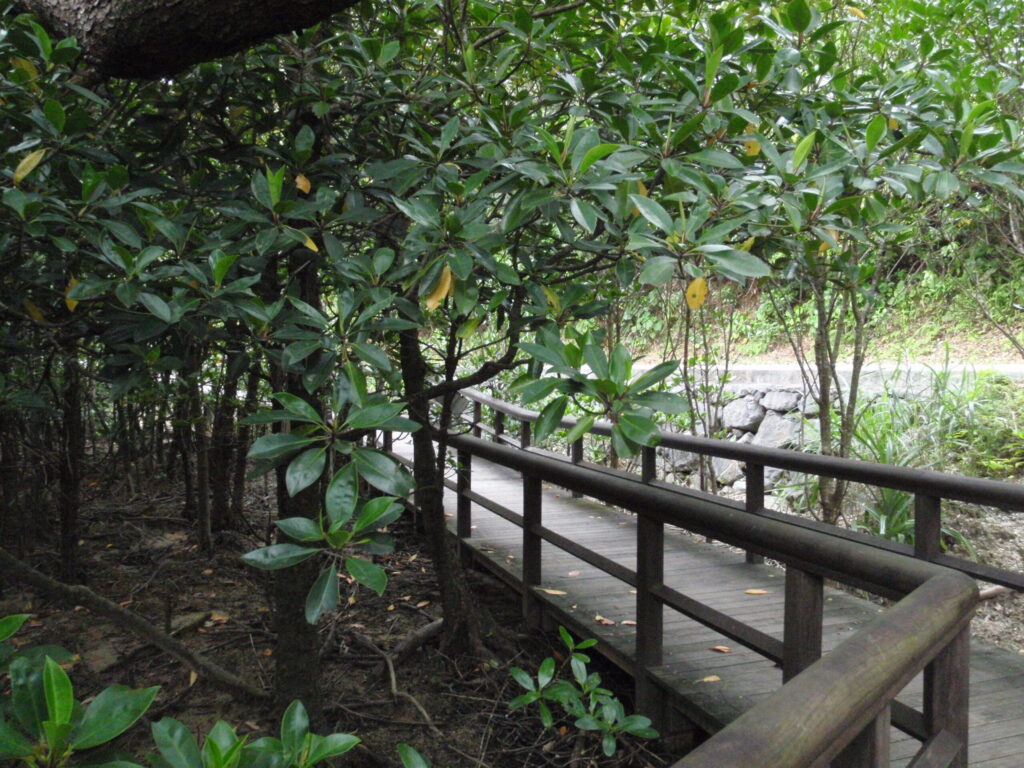 東村ヒルギ林遊歩道