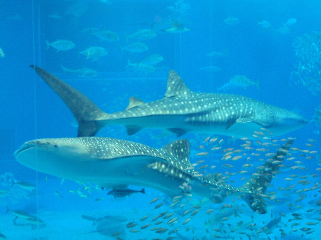 美ら海水族館おすすめモデルコース
