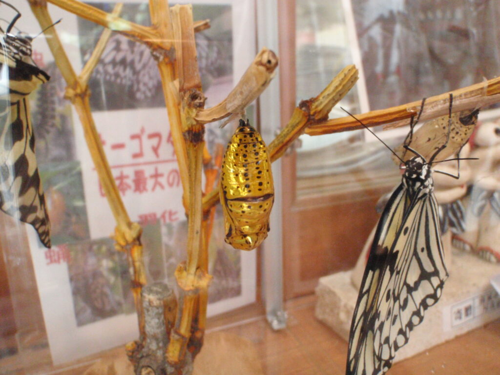 オオゴマダラのサナギ